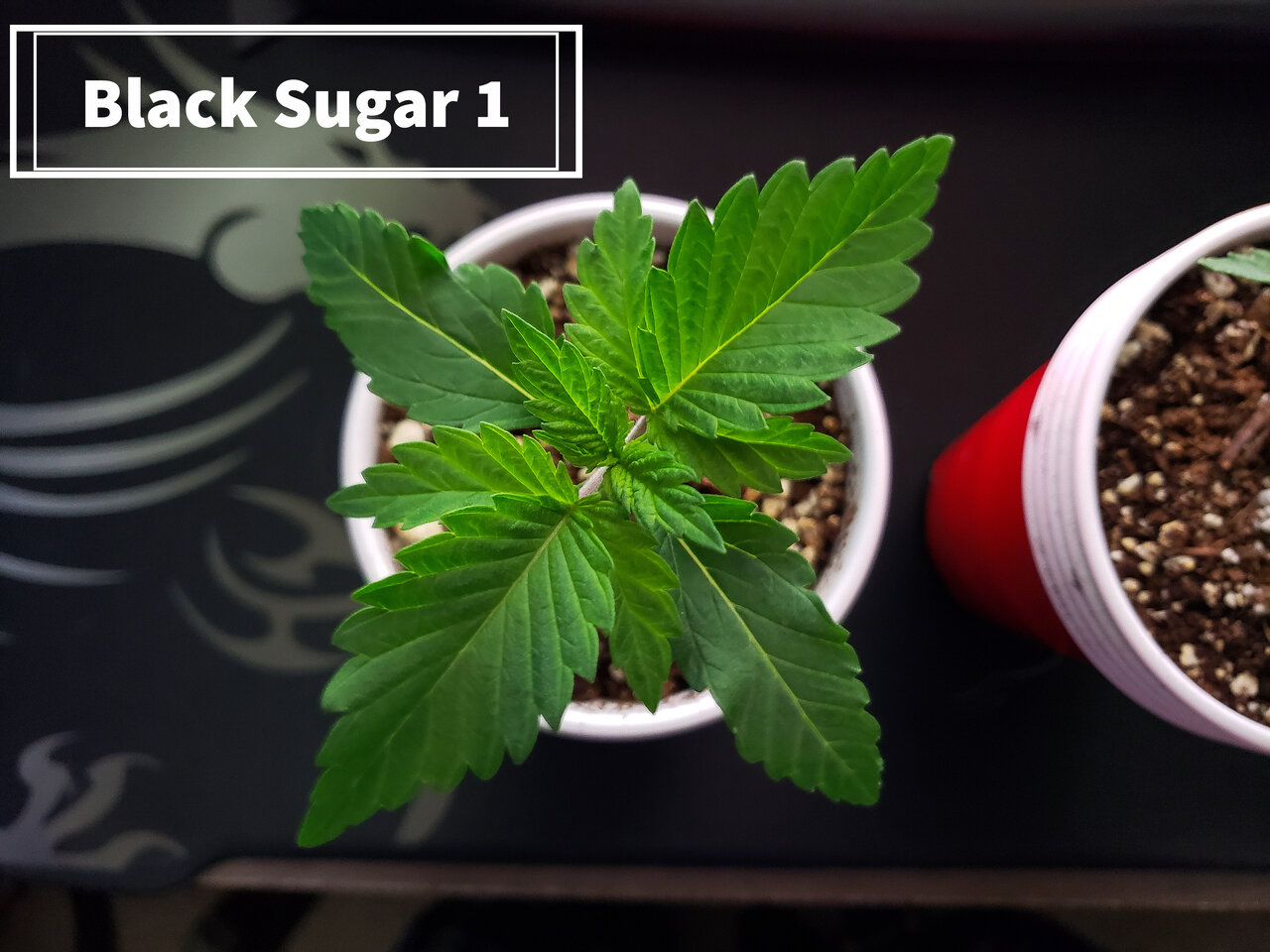 Black Sugar 1