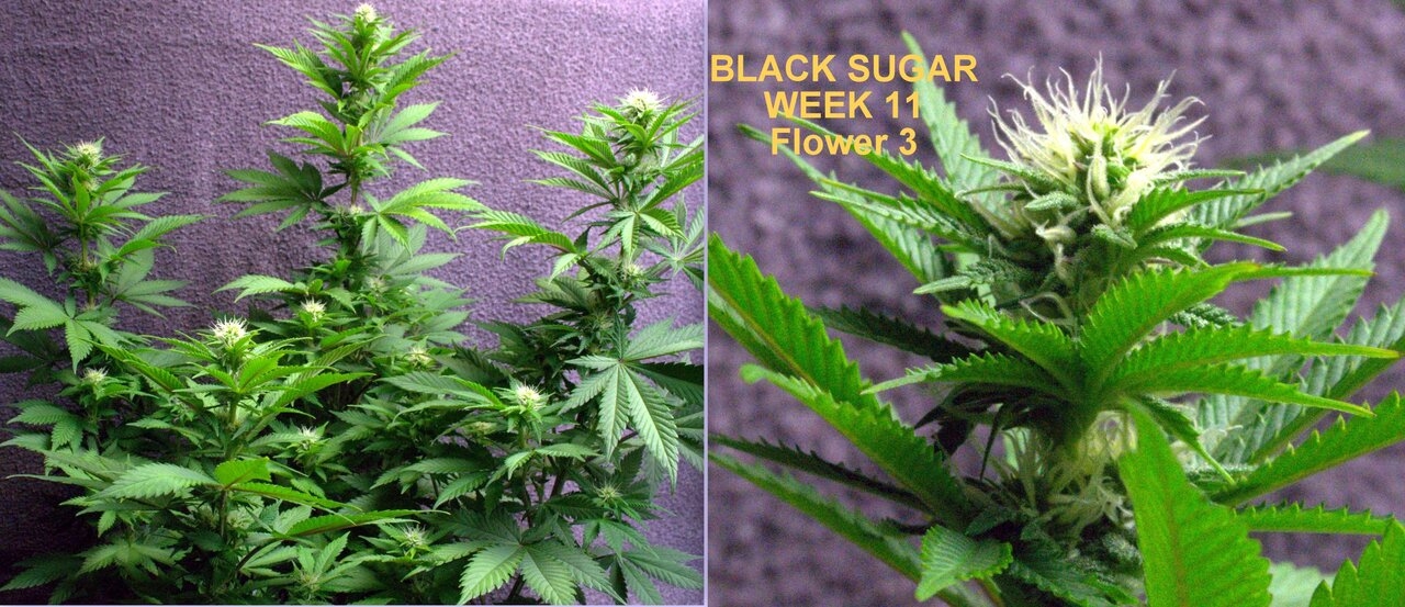 Black Sugar 11 weeks.jpg