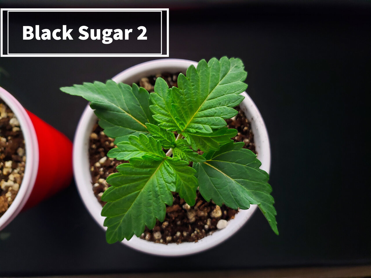 Black Sugar 2