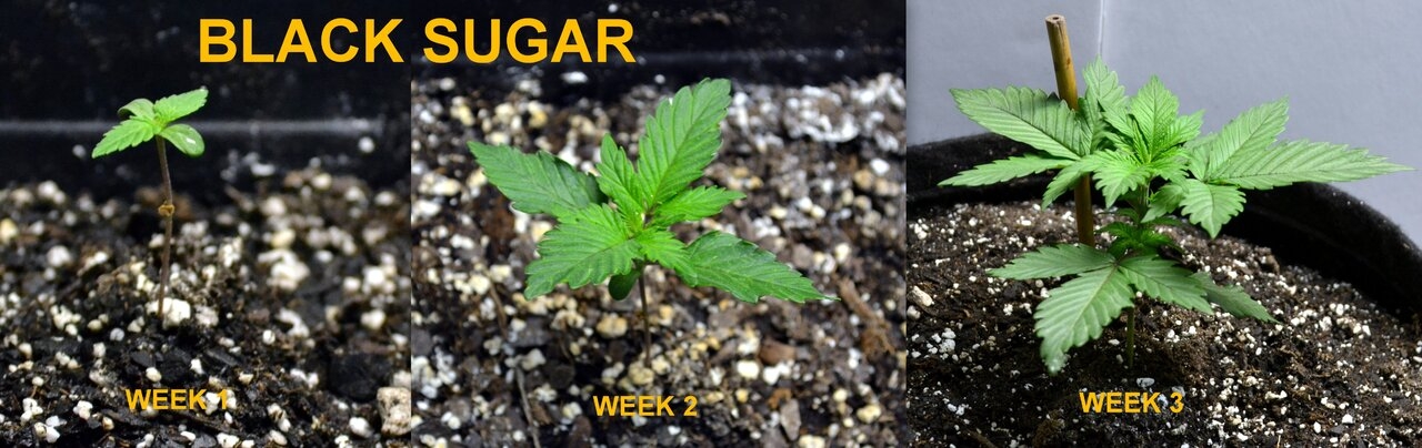 Black Sugar 3weeks.jpg