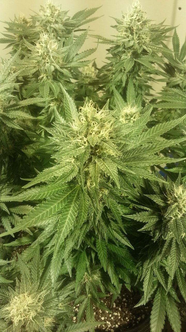 Black sugar bud 2