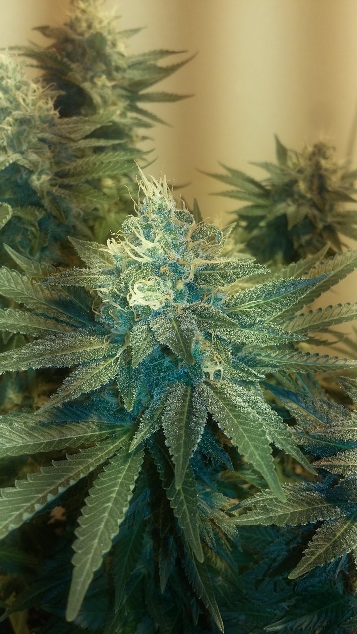 Black Sugar bud 2