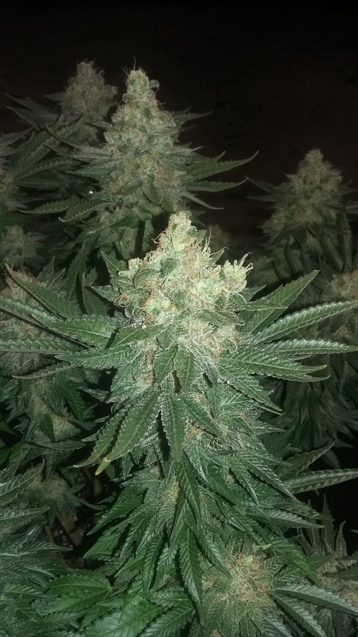 Black sugar bud 2