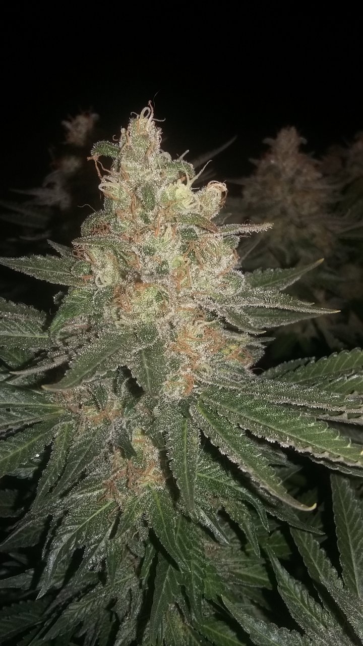 Black Sugar bud