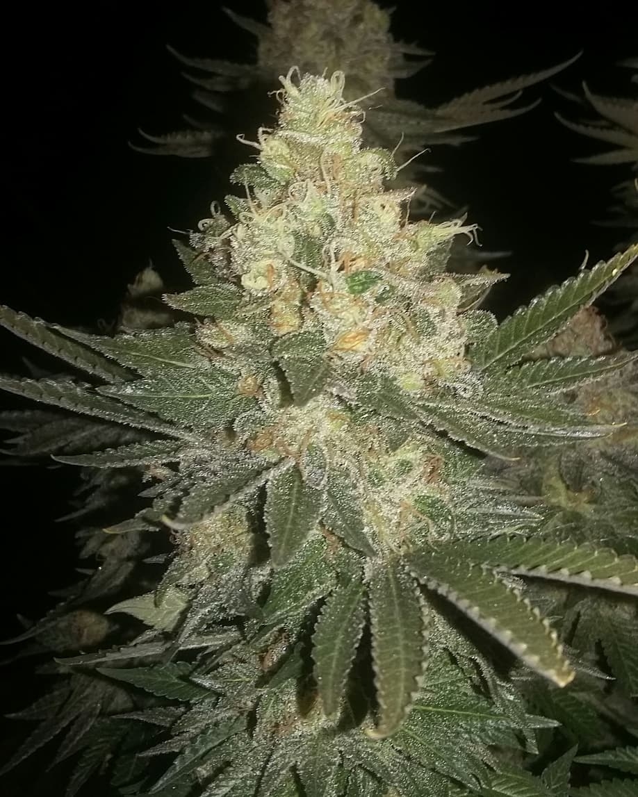 Black sugar bud