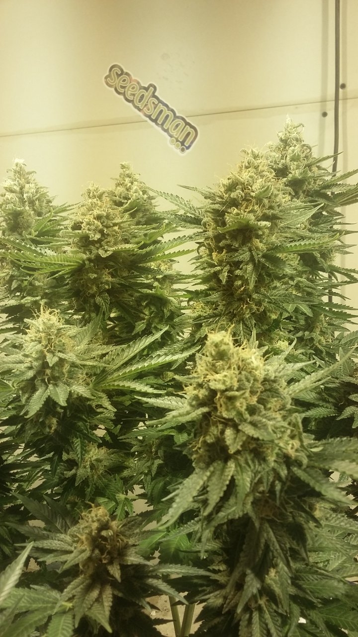 Black Sugar seedsman.jpg