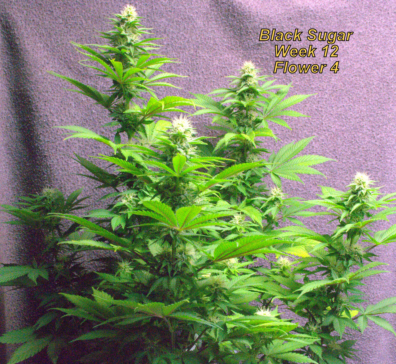 Black Sugar Week 12.jpg