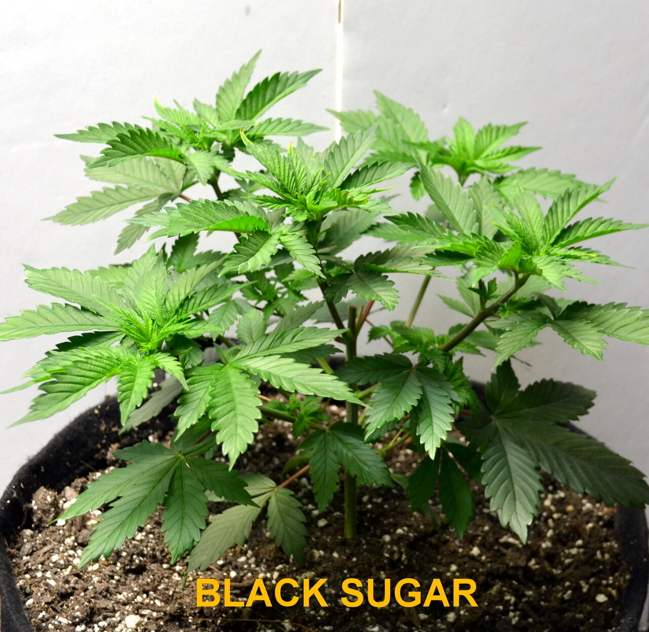 Black Sugar Week 5.JPG