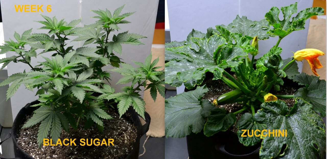 Black Sugar Week 6.jpg