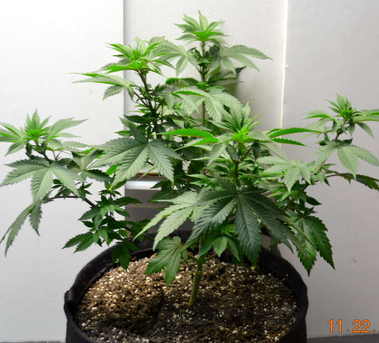 black sugar week 7.JPG