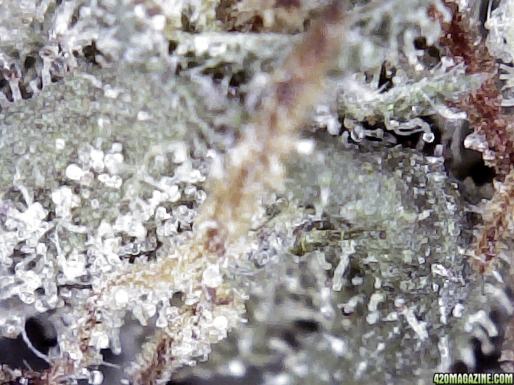 Black Widow Grow Journal and Review Bud and Trichome Black Widow #2