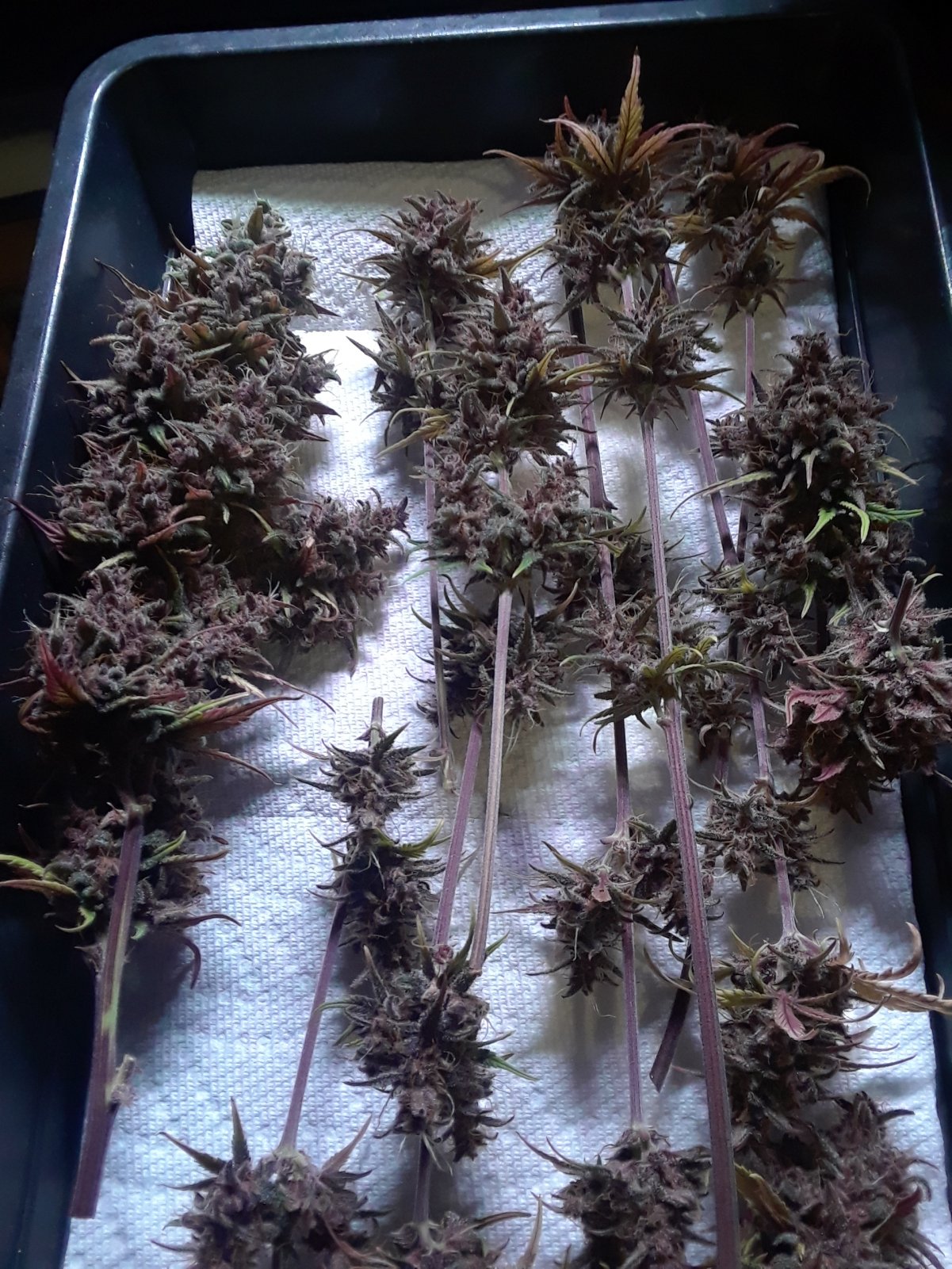 Blackberry Auto Harvest.jpg