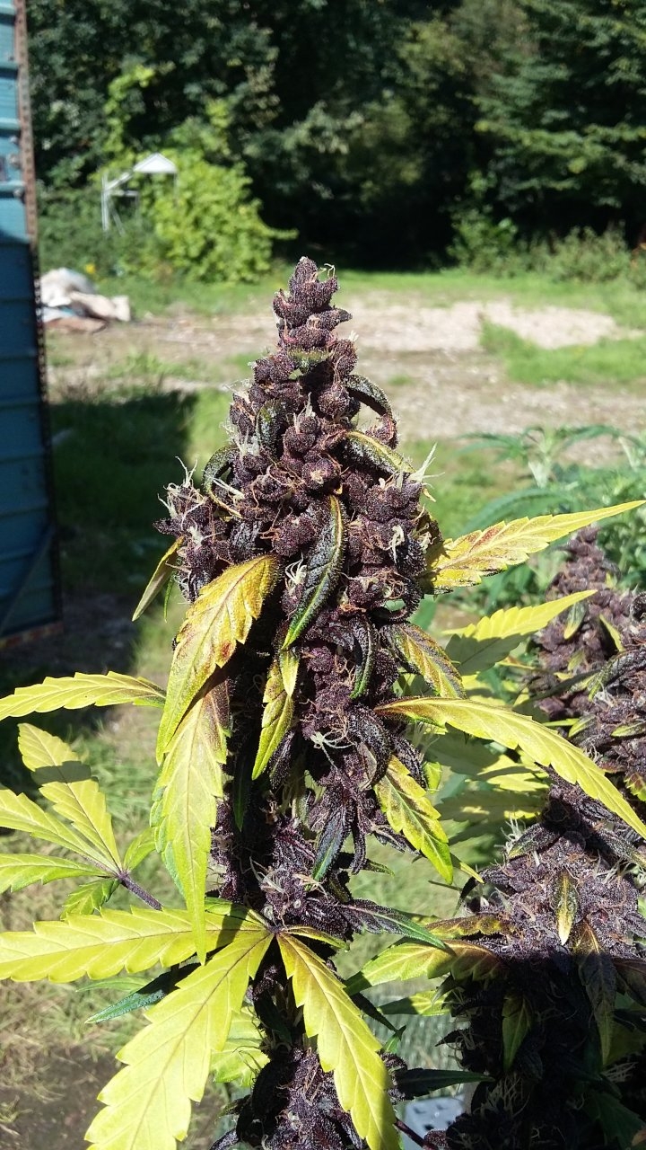 Blackberry bud