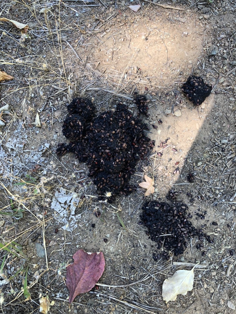 Blackberry/ Choke Cherry Bear Scat