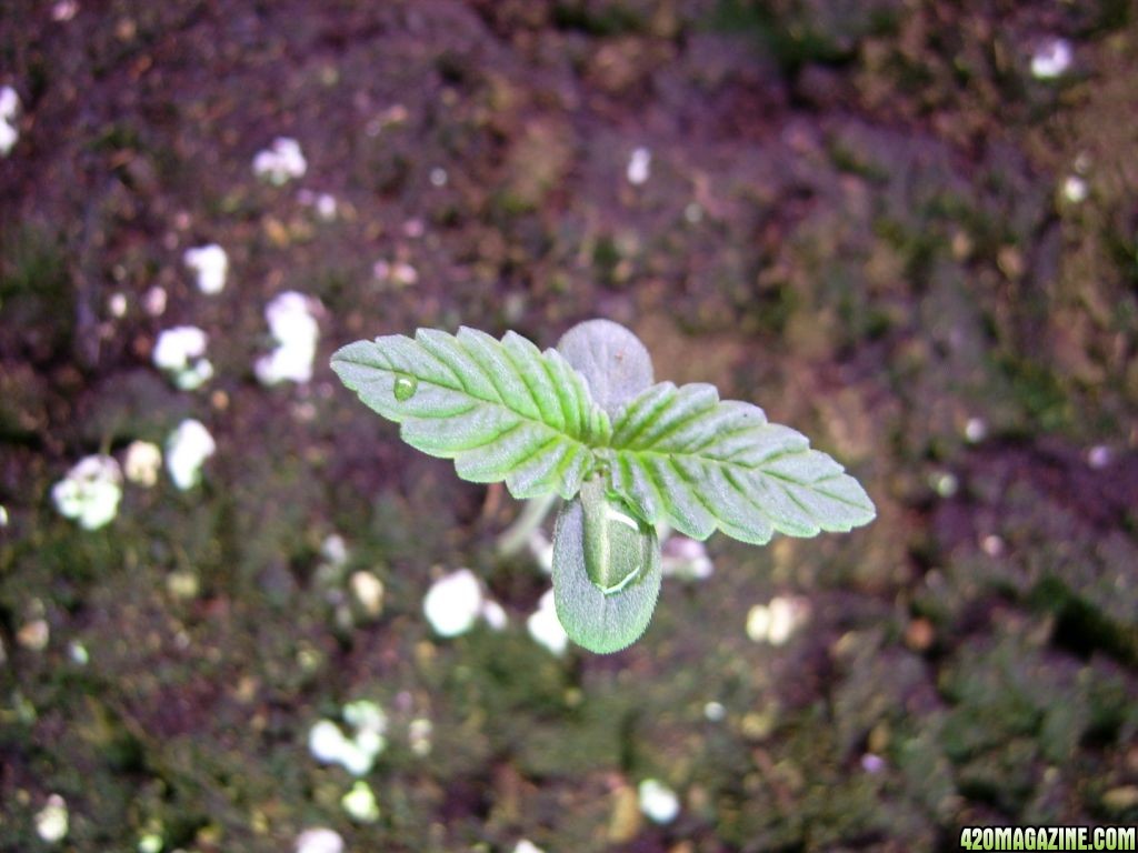 Blackberry from Nirvana Seeds