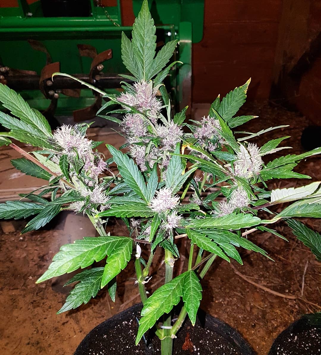 Blackberry kush 1