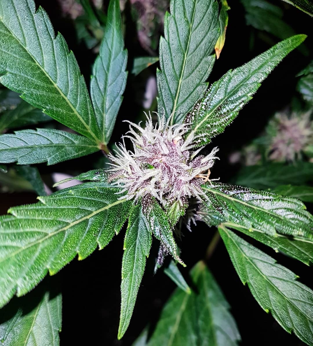 Blackberry kush 1