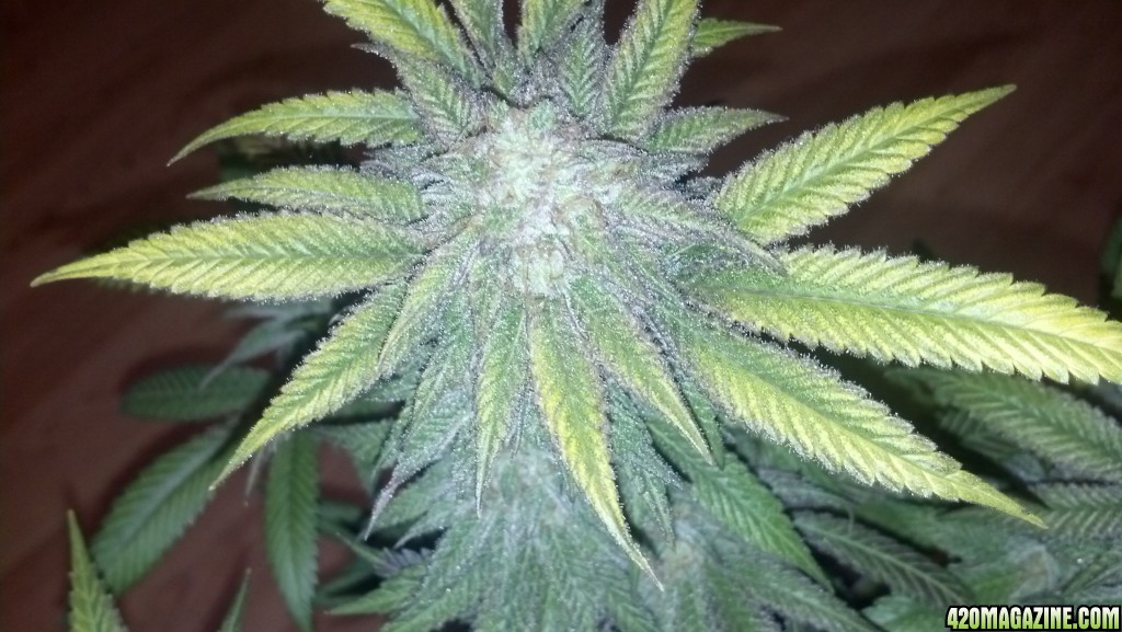 Blackberry Kush 6 weeks into flower