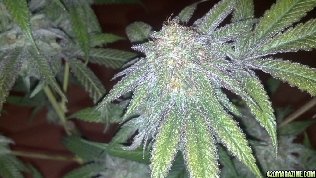 Blackberry Kush 6 weeks into flower