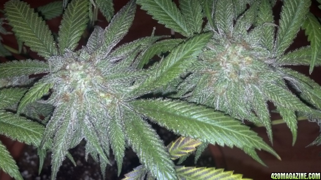 Blackberry Kush 6 weeks into flower