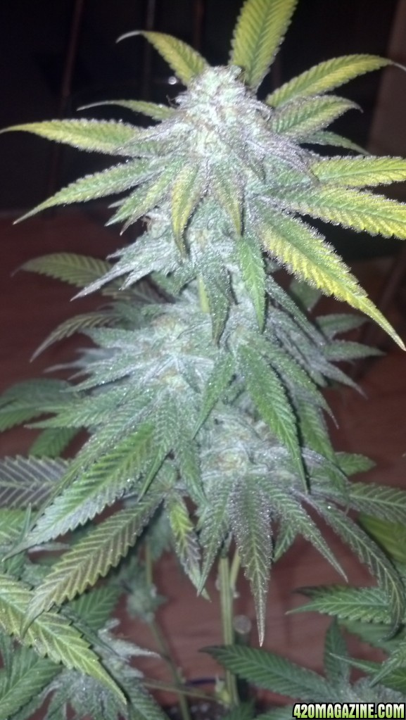 Blackberry Kush 6 weeks into flower