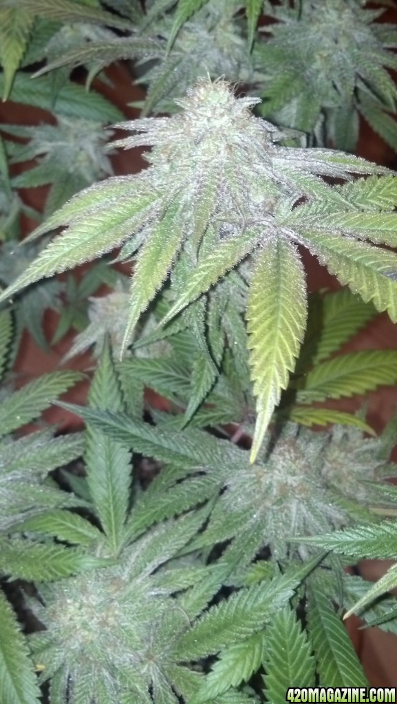 Blackberry Kush 6 weeks into flower