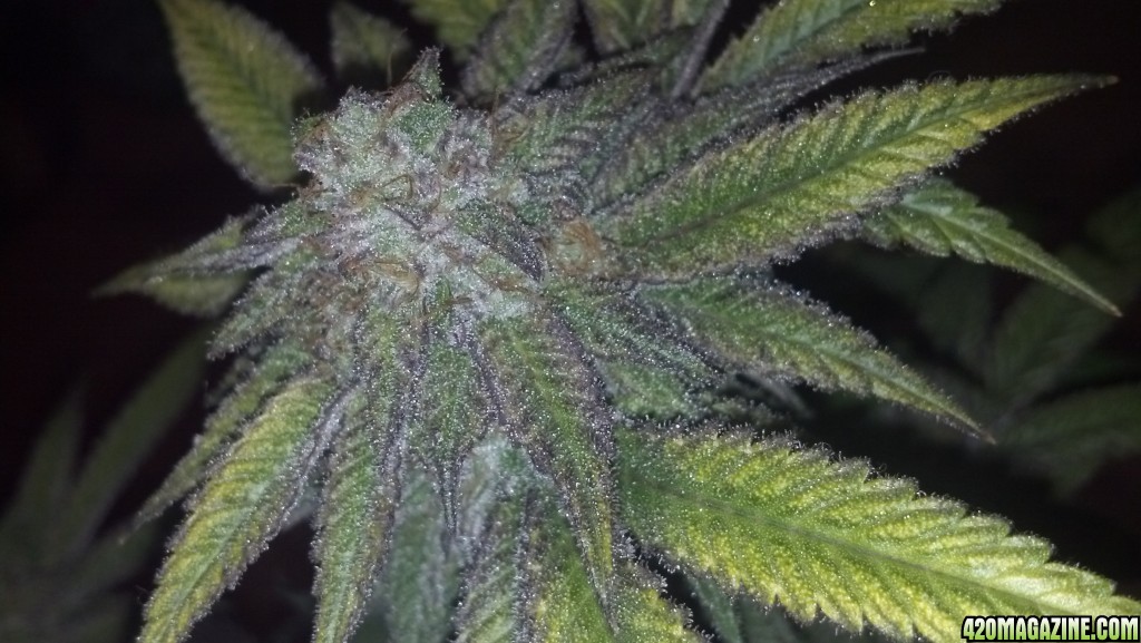 Blackberry Kush 6 weeks into flower