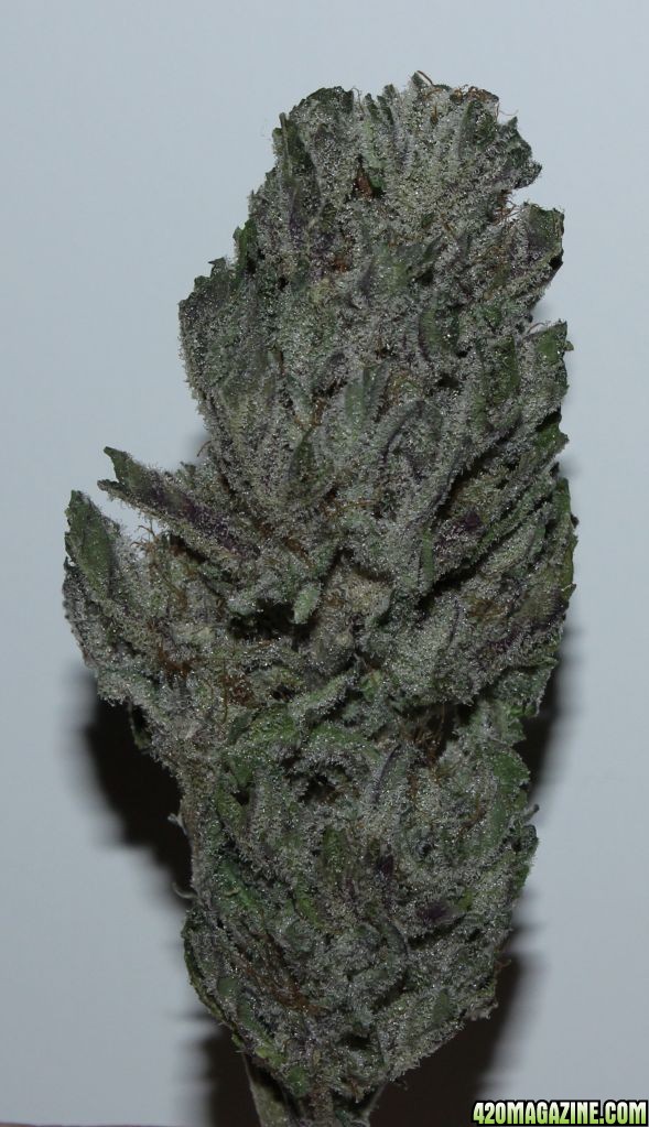 BlackBerry Kush