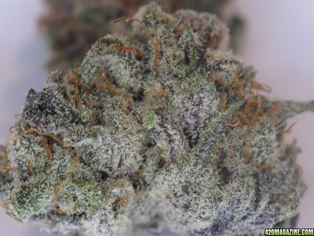 Blackberry Kush