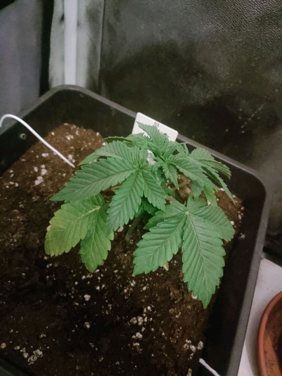 BlackBerry Moonrocks - day 14