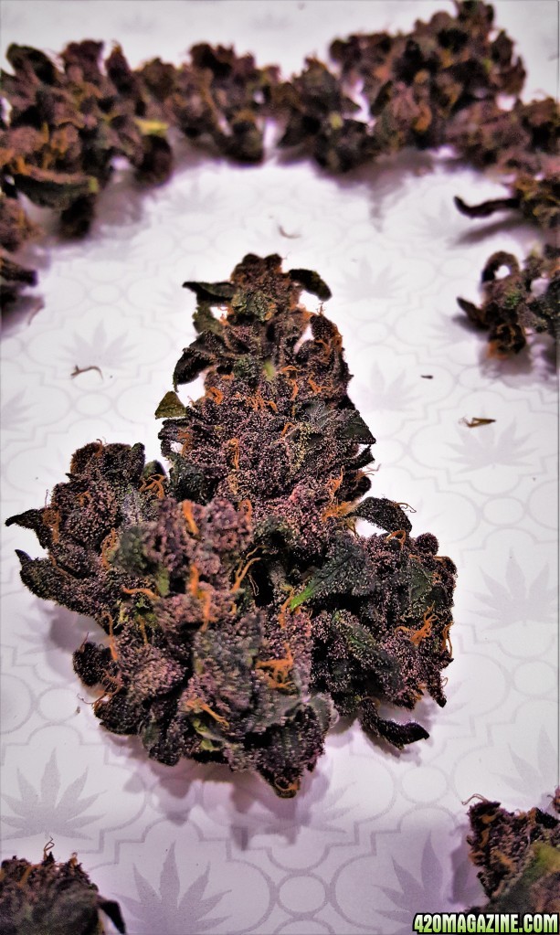 Blackberry_Kush_1-2