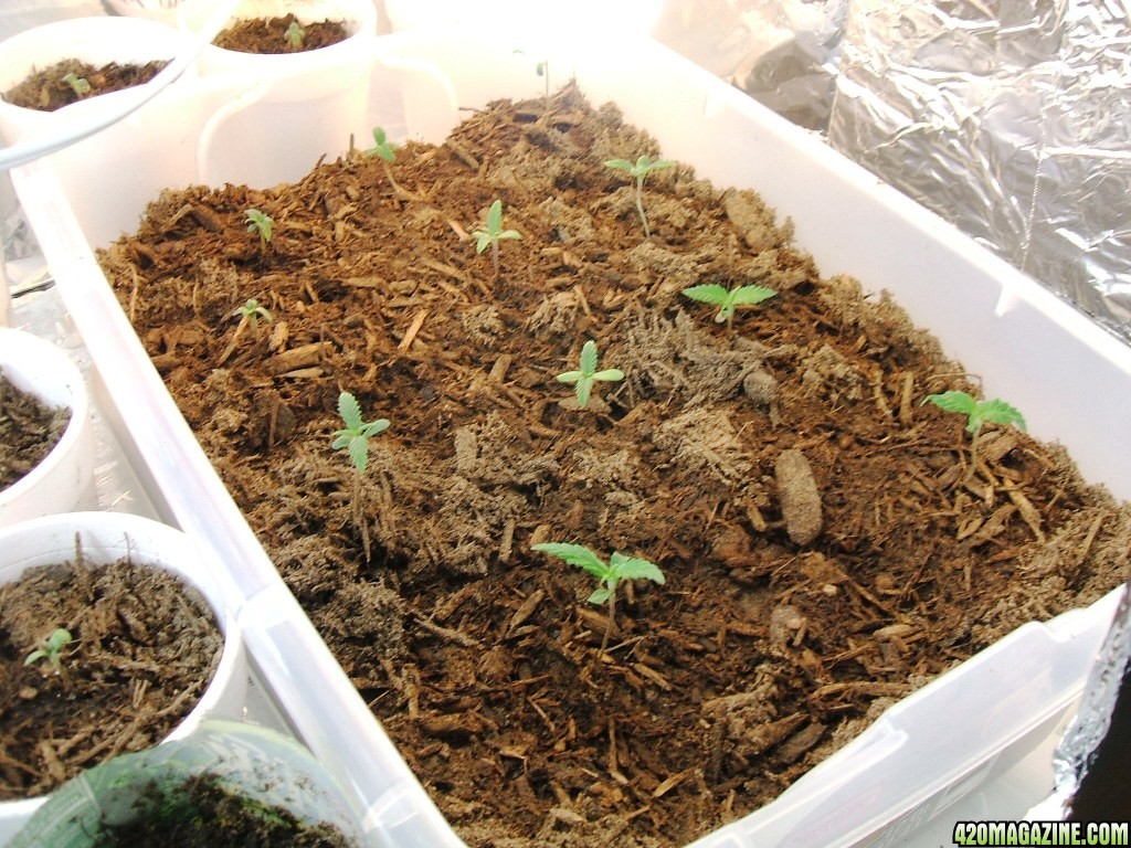 Blacken's Seedlings 2009