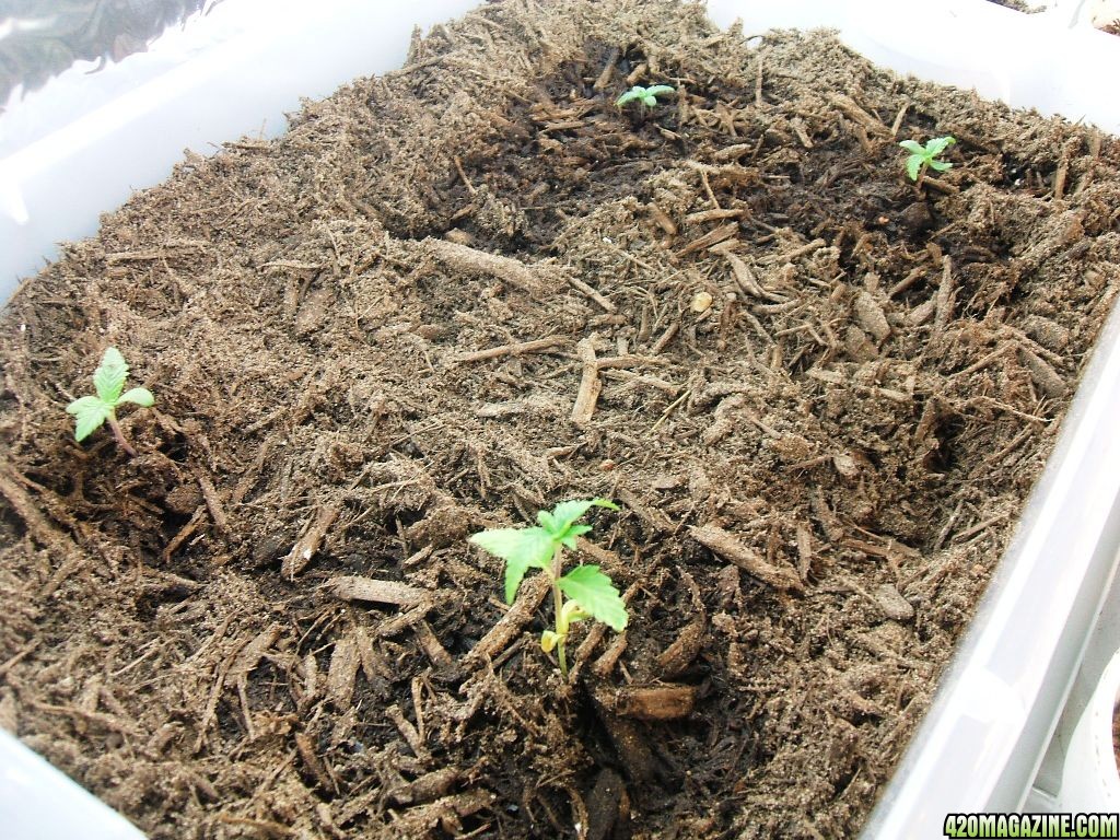 Blacken's Seedlings 2009