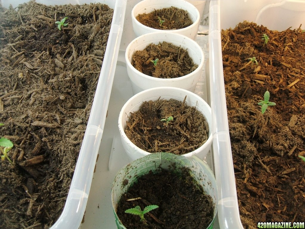 Blacken's Seedlings 2009