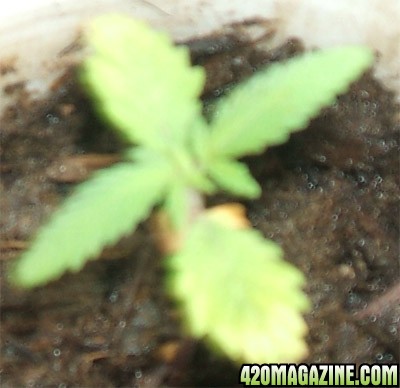 Blackey's Grow 2009 update4