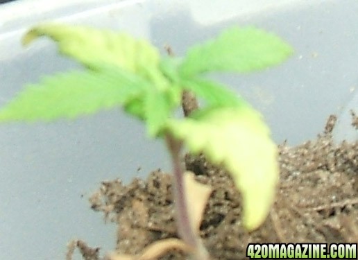 Blackey's Grow 2009 update4