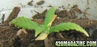 Blackey's Grow 2009 update4