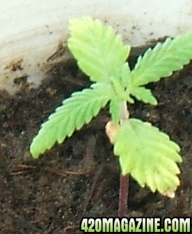 Blackey's Grow 2009 update4