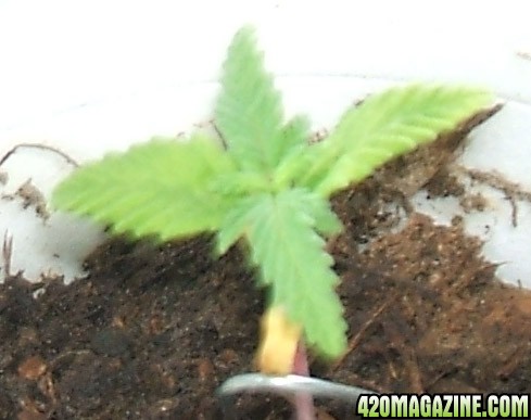 Blackey's Grow 2009 update4