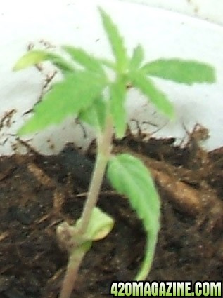 Blackey's Grow 2009 update4