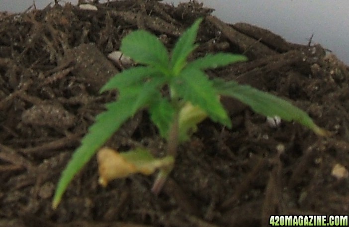 Blackey's Grow 2009 update6