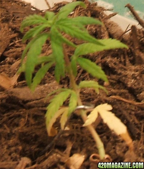 Blackey's Grow 2009 update8