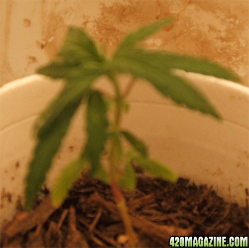 Blackey's Grow 2009 update8