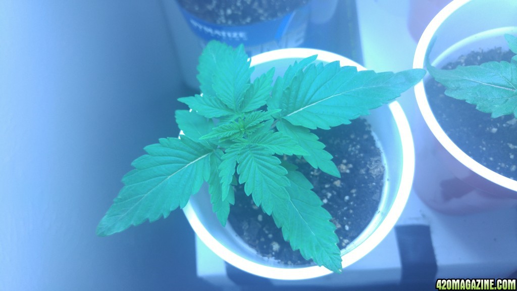 BlackJack strain seedling