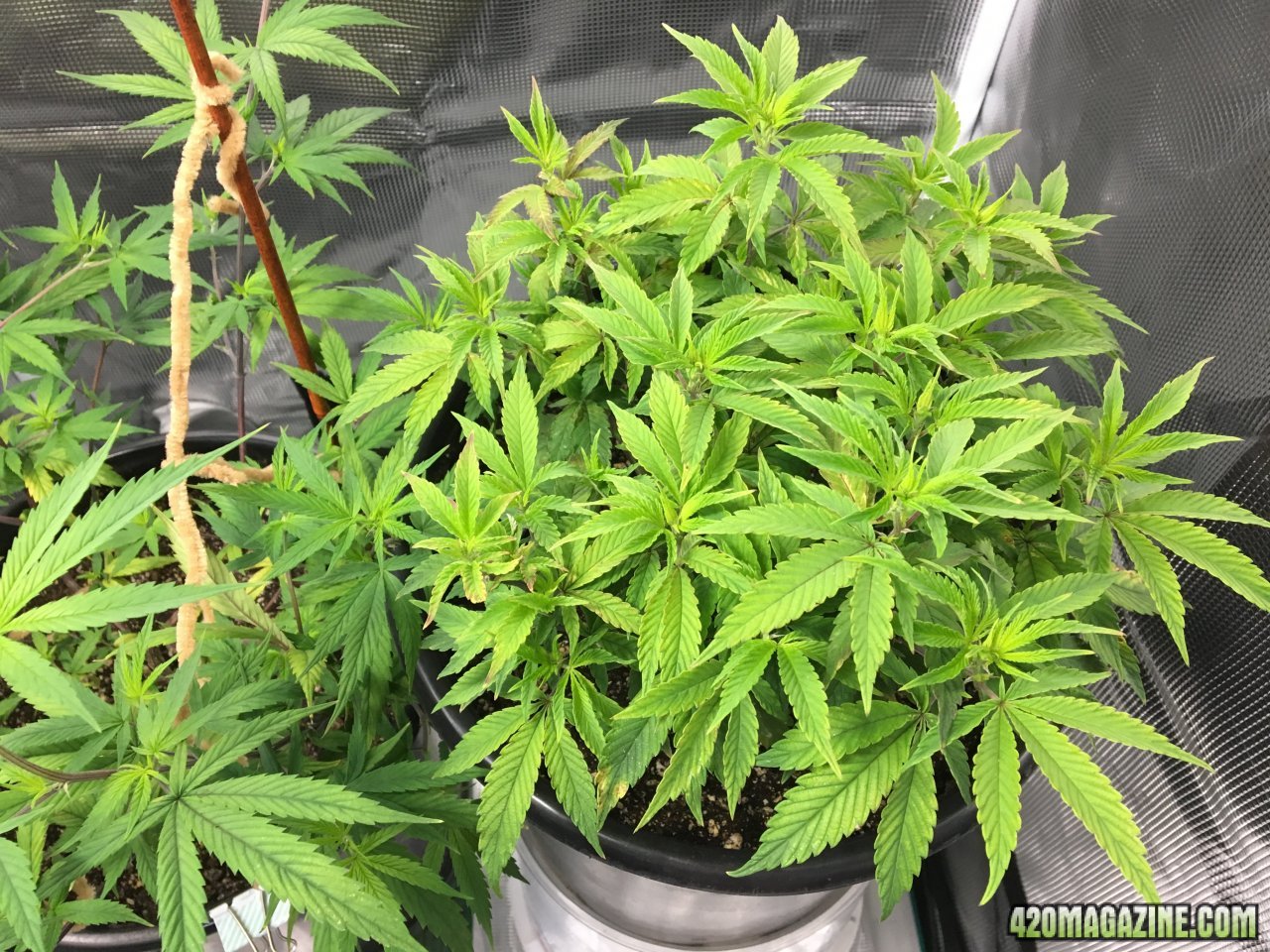 Blacks DOG (Day 53, flip + 4)