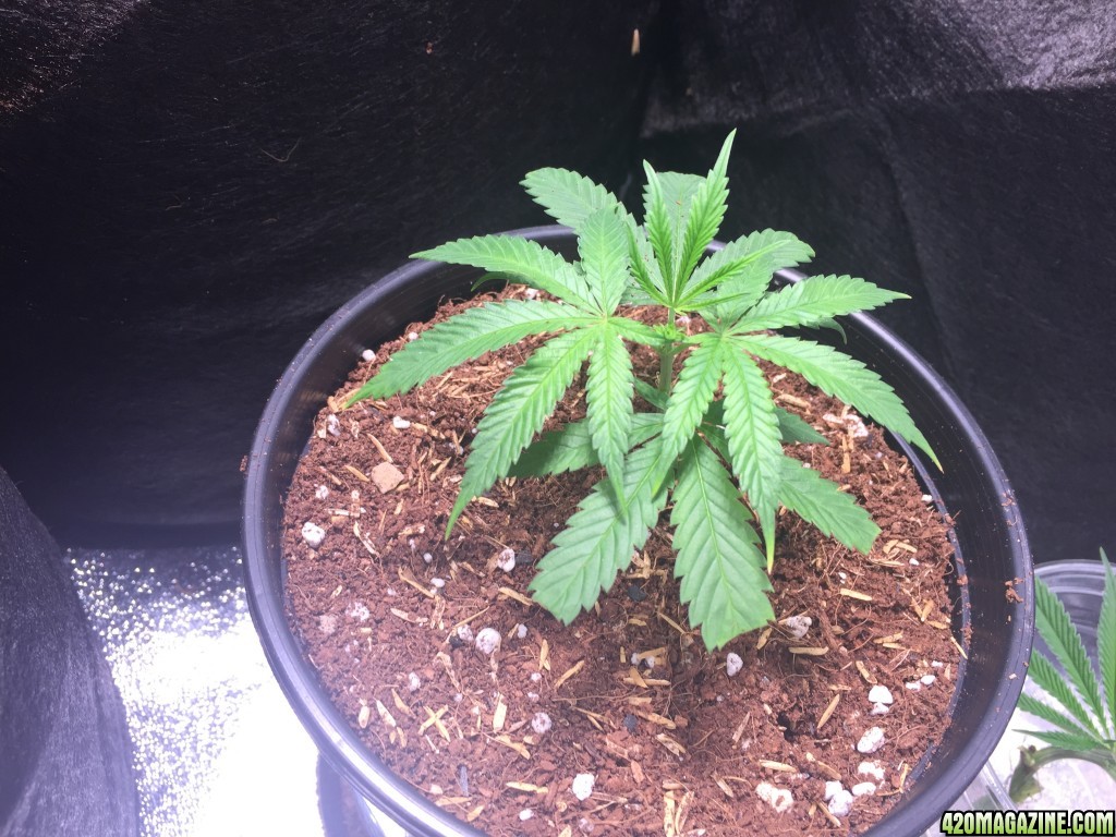 Blackwater Indica Clone