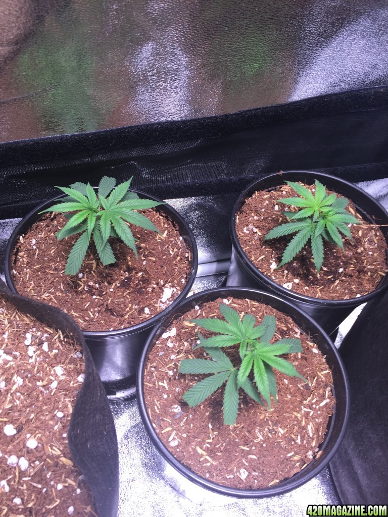 Blackwater Indica Clones