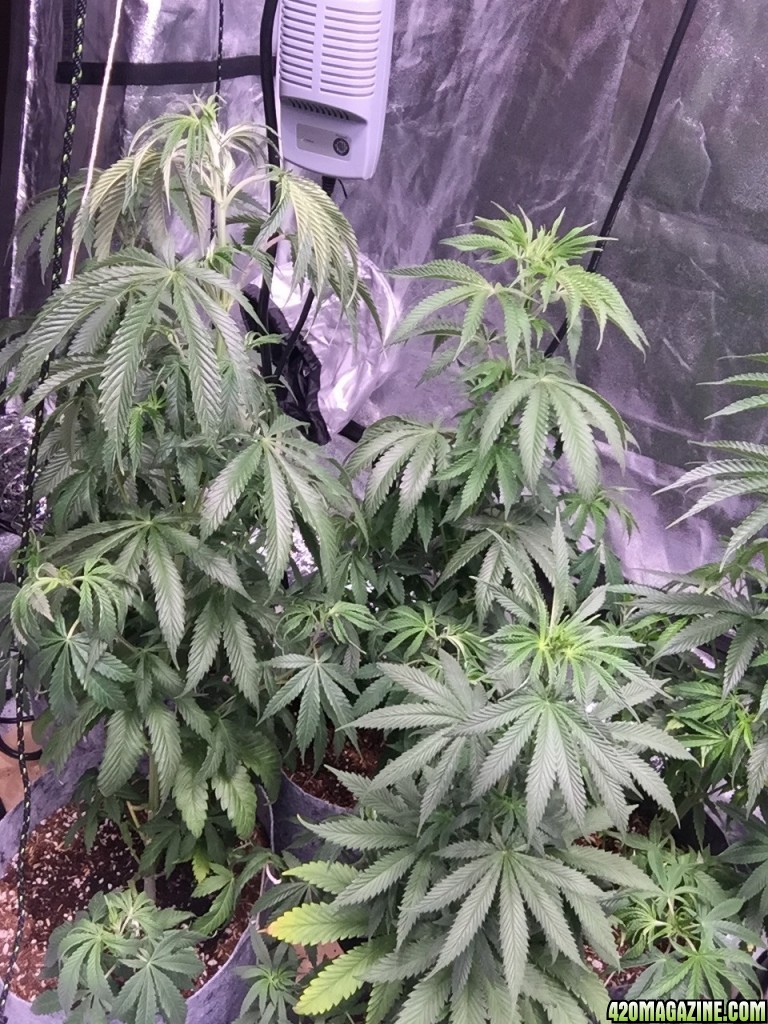 Blackwater Indica Indoor Soil