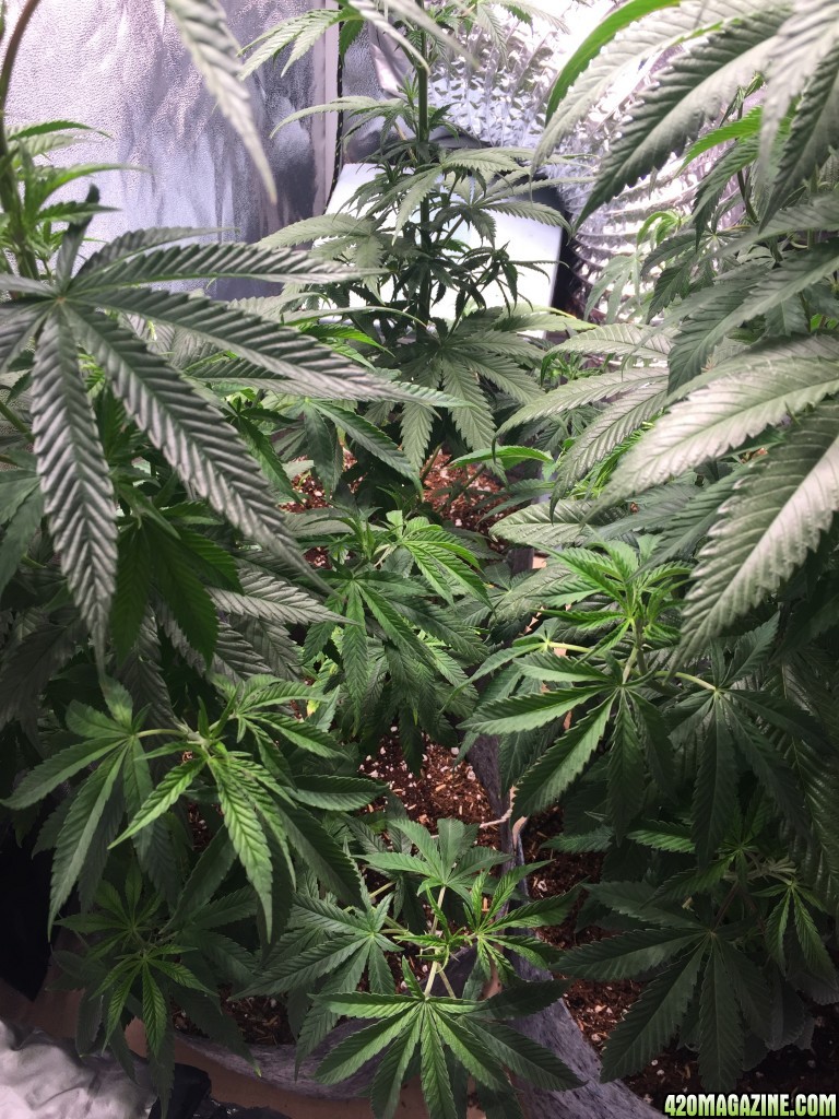 Blackwater Indica Indoor Soil