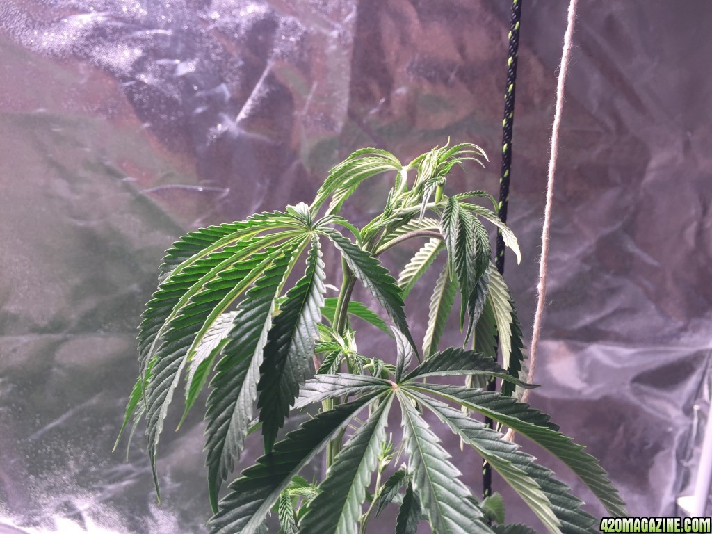 Blackwater Indica Indoor Soil